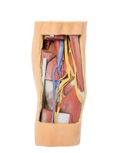 Popliteal fossa with distal thigh and proximal leg - Erler Zimmer 3D anatomy Series MP1820