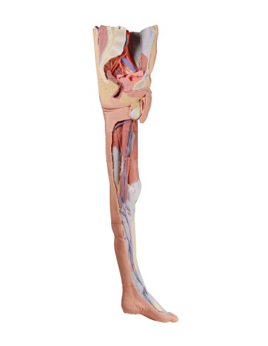 Dissezione superficiale dell'arto inferiore con bacino sinistro maschile - Erler Zimmer 3D anatomy Series MP1818