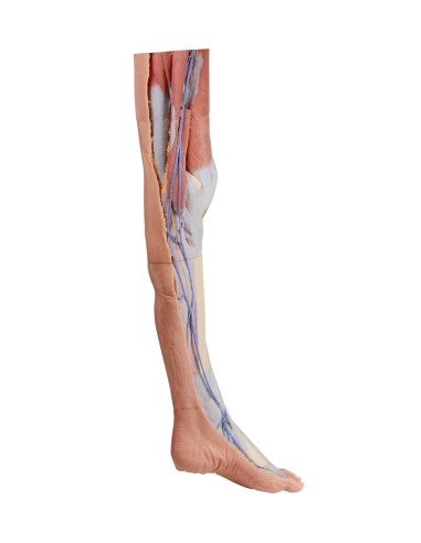 Superficial dissection of the lower limb - Erler Zimmer 3D anatomy Series MP1816