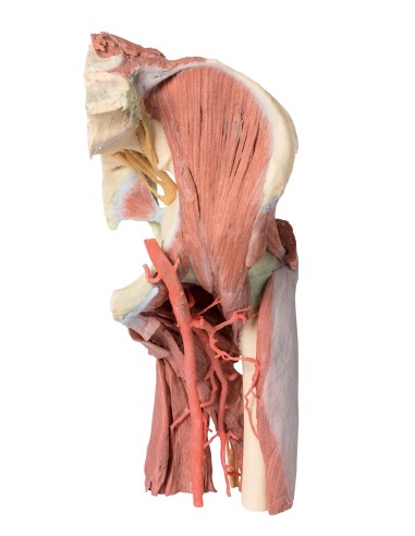 Deep dissection of the left thigh pelvis - Erler Zimmer 3D anatomy Series MP1813