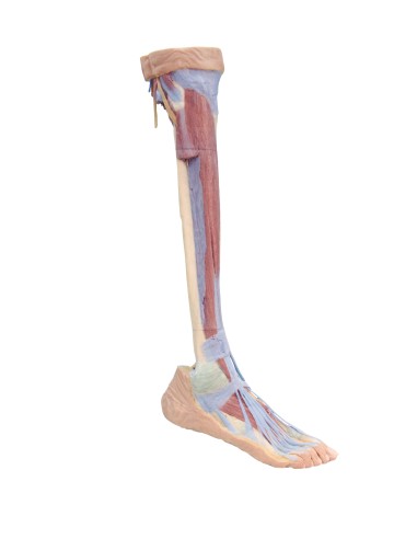 Deep dissection of the lower limb - Erler Zimmer 3D anatomy Series MP1809