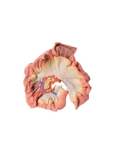 Intestino, porzione di digiuno - Erler Zimmer 3D anatomy Series MP1730