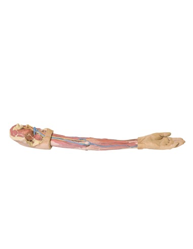 Dissection du membre supérieur - Erler Zimmer 3D anatomy Series MP1500