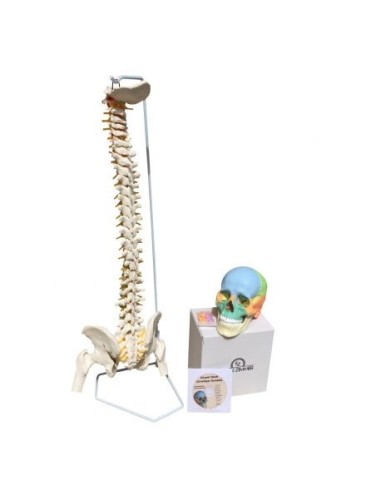 Oferta Cráneo de color descomponible en 22 piezas + Columna vertebral Erler Zimmer 4708+A251