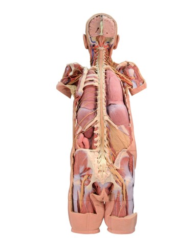 Dissection of the nervous system (Rear view) - Erler Zimmer 3D anatomy Series MP1400