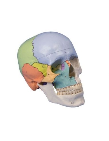 Erler Zimmer, colored classical skull model, decomposable into 3 parts 4508